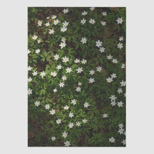White spring flowers in woodland seidenpapier (Vorderseite)