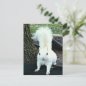 White Squirrel Postkarte (Stehend Vorderseite)
