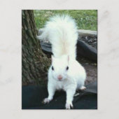 White Squirrel Postkarte (Vorderseite)
