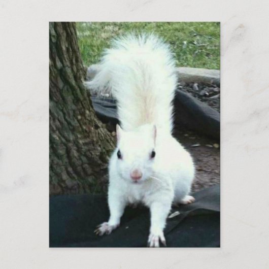 White Squirrel Postkarte (Vorderseite)