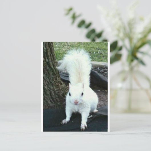 White Squirrel Postkarte (Stehend Vorderseite)