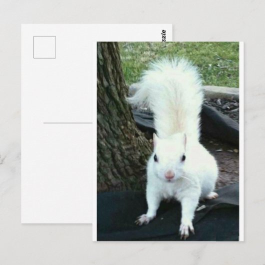 White Squirrel Postkarte (Vorne/Hinten)