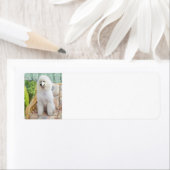 White Standard Poodle (Insitu)