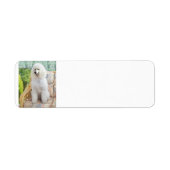 White Standard Poodle (Vorne)