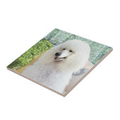 White Standard Poodle Fliese (Seite)