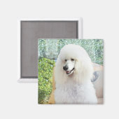 White Standard Poodle Magnet (Vorderseite/Rückseite)