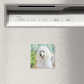 White Standard Poodle Magnet (In Situ (Geschirrspüler))