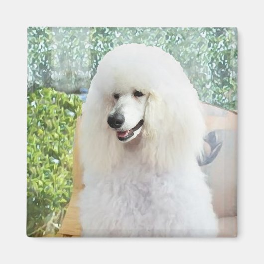 White Standard Poodle Magnet (Vorne)