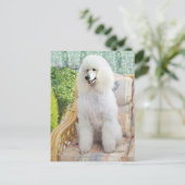 White Standard Poodle Postkarte (Stehend Vorderseite)