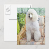 White Standard Poodle Postkarte (Vorne/Hinten)