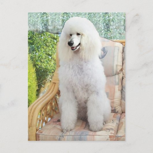 White Standard Poodle Postkarte (Vorderseite)