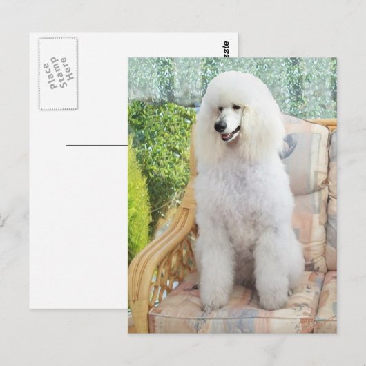 White Standard Poodle Postkarte (Vorne/Hinten)