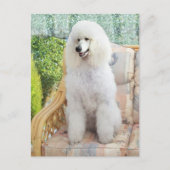 White Standard Poodle Postkarte (Vorderseite)
