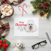 White Standard Poodle Weihnachtskarte Feiertagspostkarte