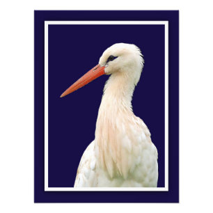 White Storch Foto Wall Art
