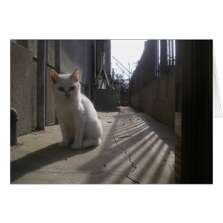 White Stray Kitten in Japan