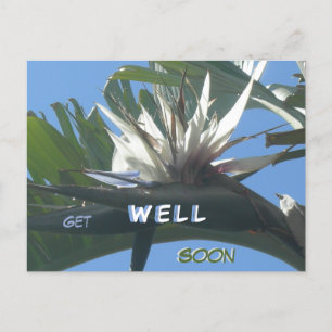 White Strelitzia Blume wird bald gut Postkarte
