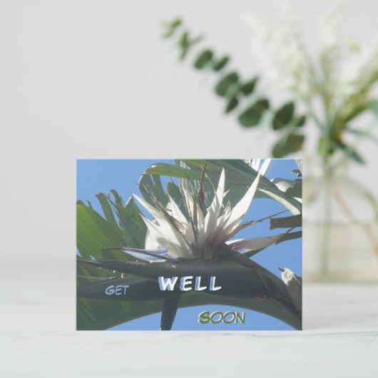 White Strelitzia Blume wird bald gut Postkarte (Stehend Vorderseite)