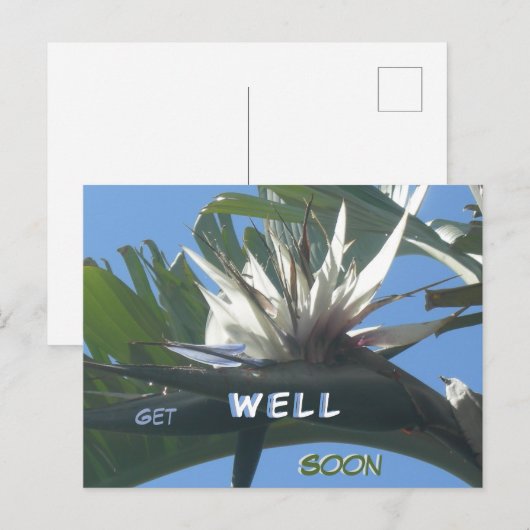 White Strelitzia Blume wird bald gut Postkarte (Vorne/Hinten)