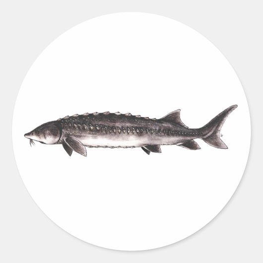 White Sturgeon - Acipenser transmontanus Runder Aufkleber (Vorderseite)