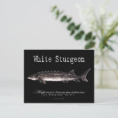 White Sturgeon-Black-Postcard Postkarte (Stehend Vorderseite)