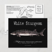 White Sturgeon-Black-Postcard Postkarte (Vorne/Hinten)