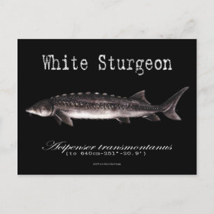 White Sturgeon-Black-Postcard Postkarte