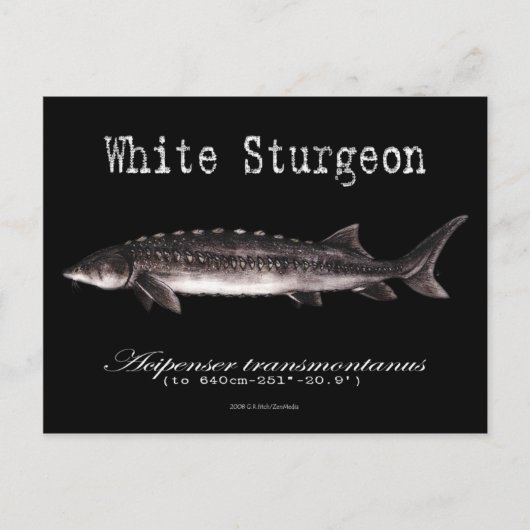 White Sturgeon-Black-Postcard Postkarte (Vorderseite)