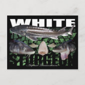 White Sturgeon-Collage-Postcard Postkarte (Vorderseite)