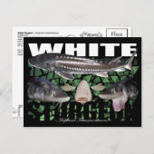 White Sturgeon-Collage-Postcard Postkarte (Vorne/Hinten)
