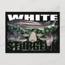 White Sturgeon-Collage-Postcard