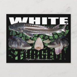 White Sturgeon-Collage-Postcard Postkarte