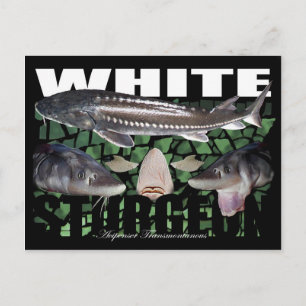 White Sturgeon-Collage-Postcard Postkarte