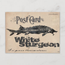 White Sturgeon-Gyotaku Antique Postcard