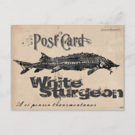 White Sturgeon-Gyotaku Antique Postcard Postkarte