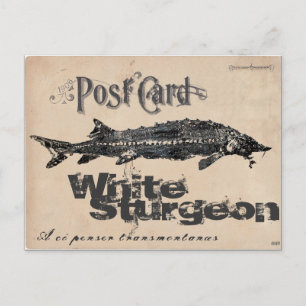 White Sturgeon-Gyotaku Antique Postcard Postkarte