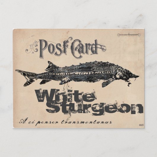 White Sturgeon-Gyotaku Antique Postcard Postkarte (Vorderseite)