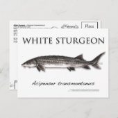 White Sturgeon-White-Postcard-3D Postkarte (Vorne/Hinten)