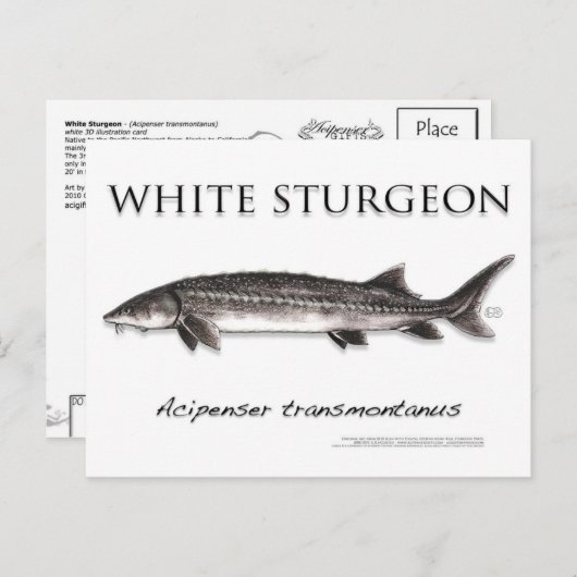 White Sturgeon-White-Postcard-3D Postkarte (Vorne/Hinten)
