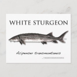 White Sturgeon-White-Postcard-3D Postkarte