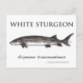 White Sturgeon-White-Postcard-3D Postkarte (Vorderseite)