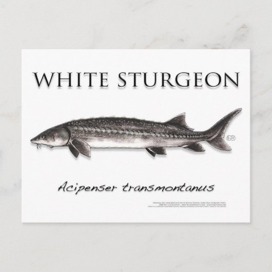 White Sturgeon-White-Postcard-3D Postkarte (Vorderseite)