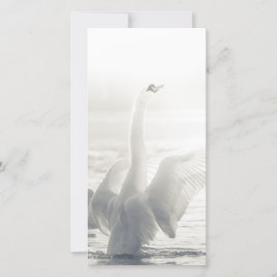 White Swan Card