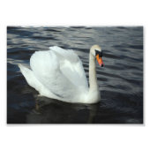 White Swan Fotodruck (Vorne)