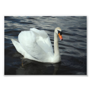 White Swan Fotodruck