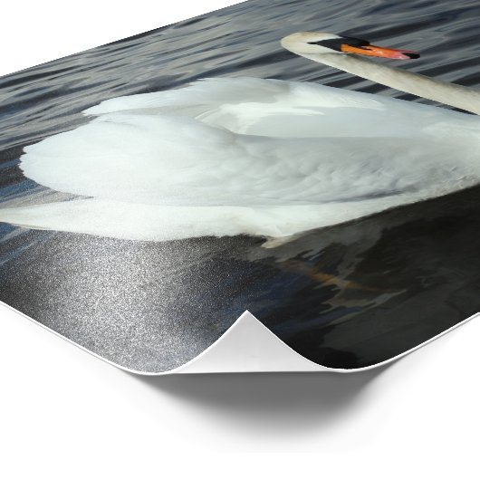 White Swan Fotodruck (Ecke)