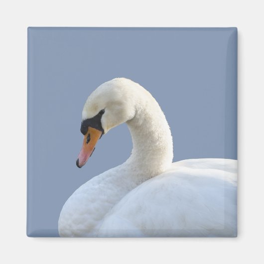 White Swan Kühlschrank Magnet (Vorne)
