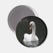 White Swan Magnet (Vorderseite/Rückseite)