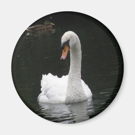 White Swan Magnet (Vorne)