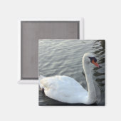 White Swan Magnet (Vorderseite/Rückseite)